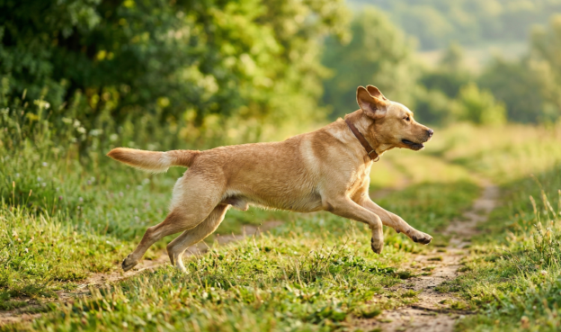 Weight Loss in Obese Dogs