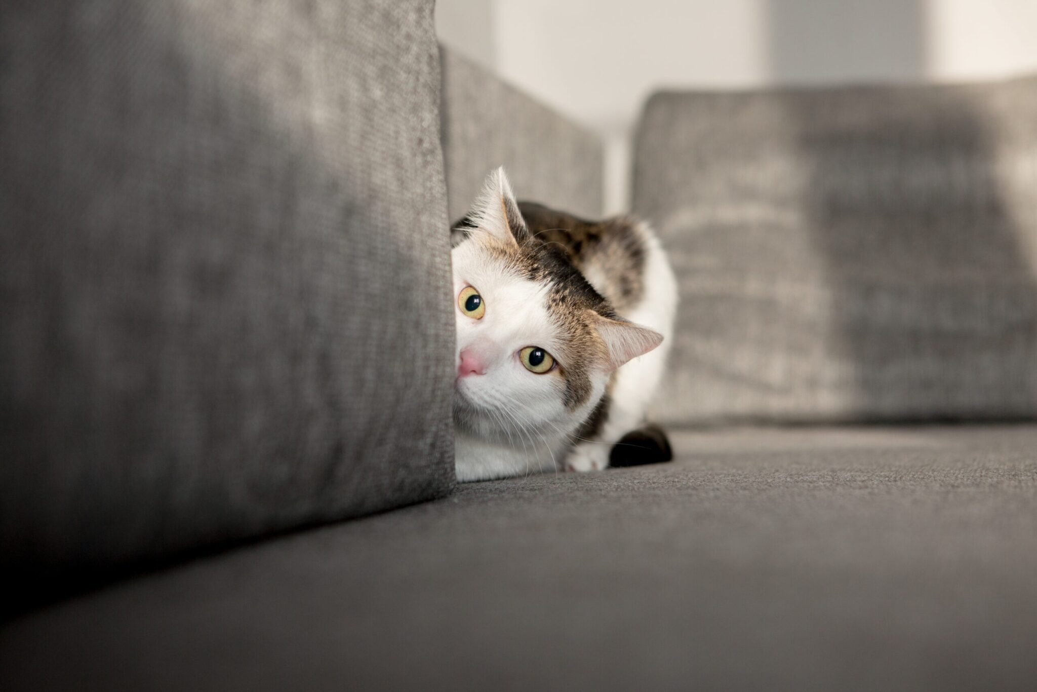 Cat anxiety and stress: integrative treatments and signs to watch for ...