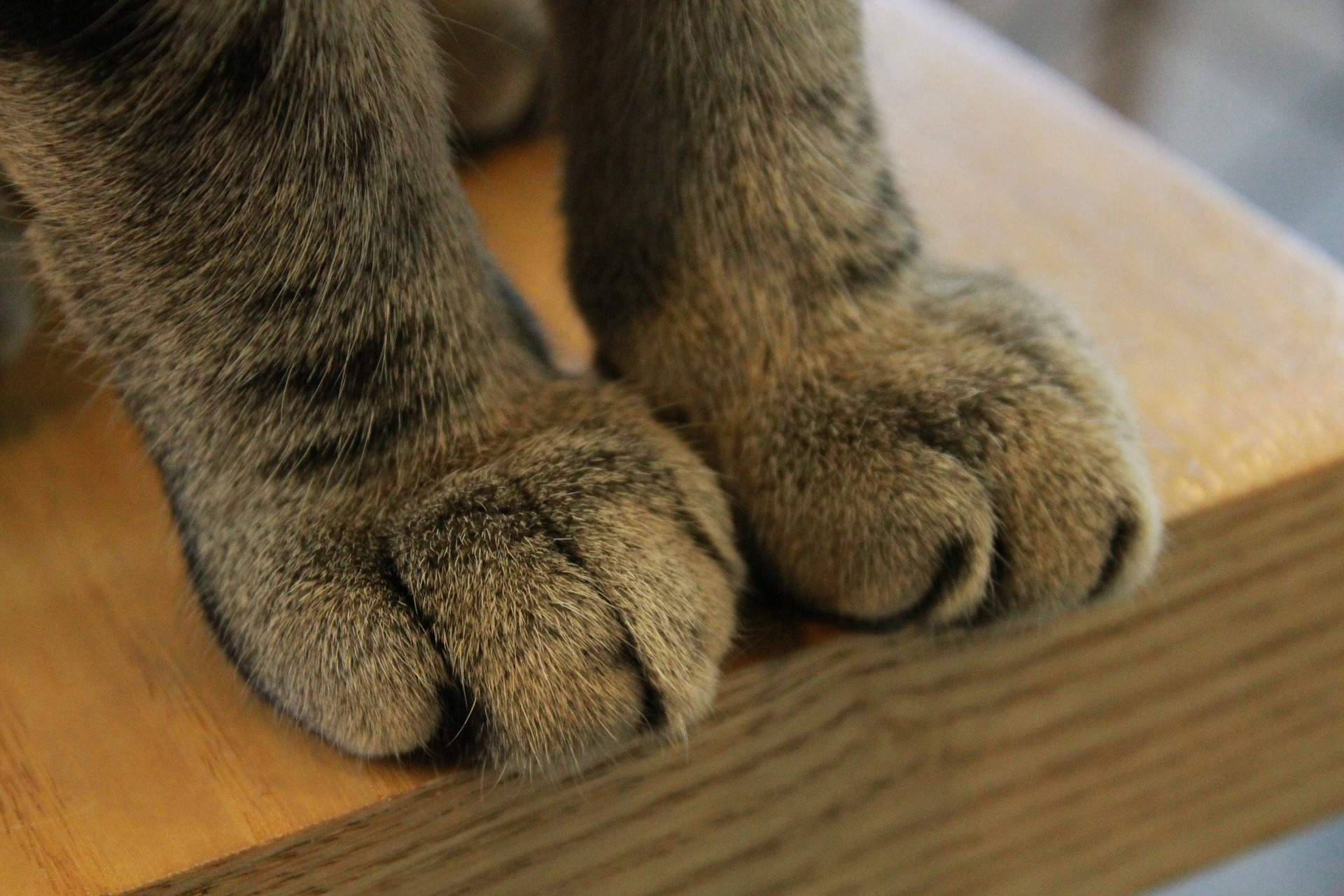 The Case Against Declawing