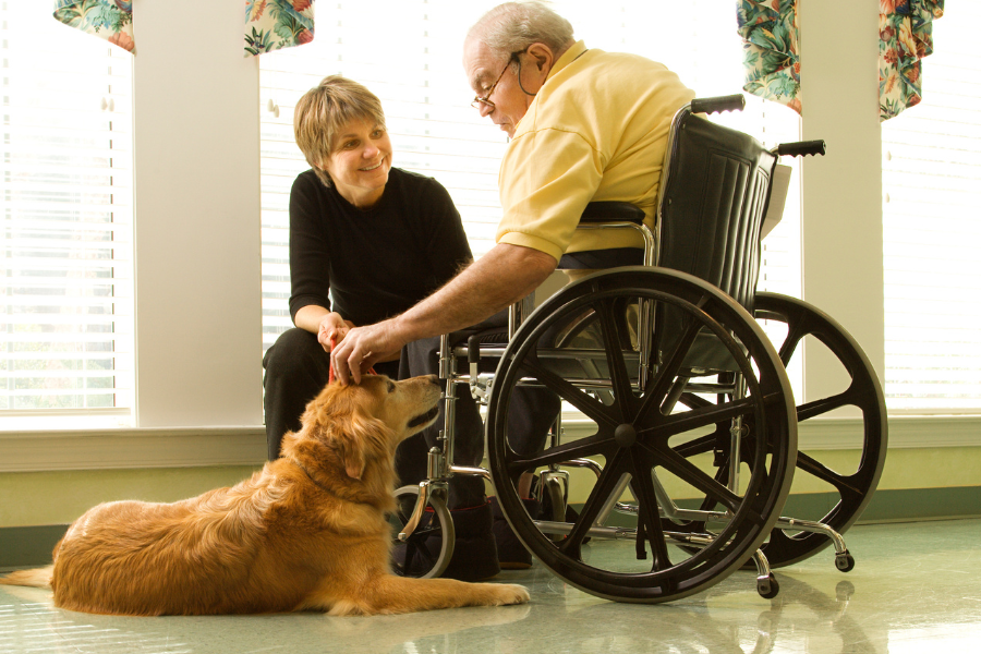 Therapy dog training and certification