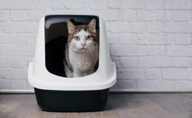 4 Steps to Litter-Training Your Cat