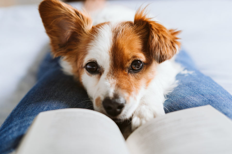 How Dogs Can Improve the Lives of Cancer Patients