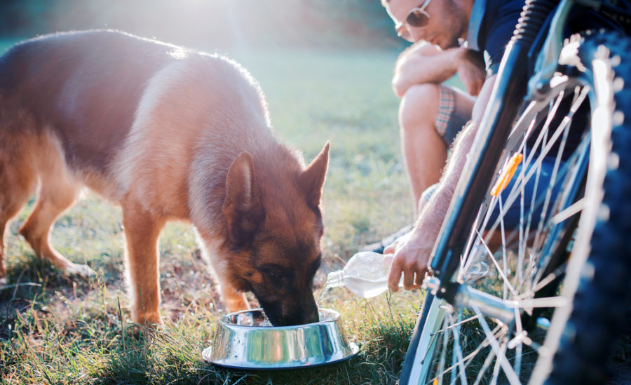How to Keep Your Dog or Cat Hydrated