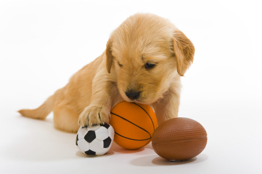 Puppy intelligence development from 8 to 20 weeks