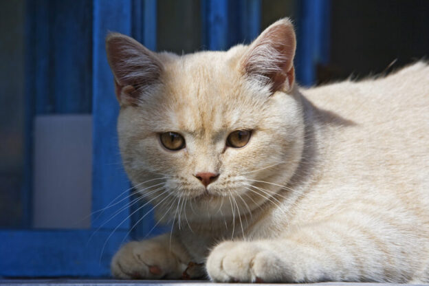 Cat coat types and grooming care