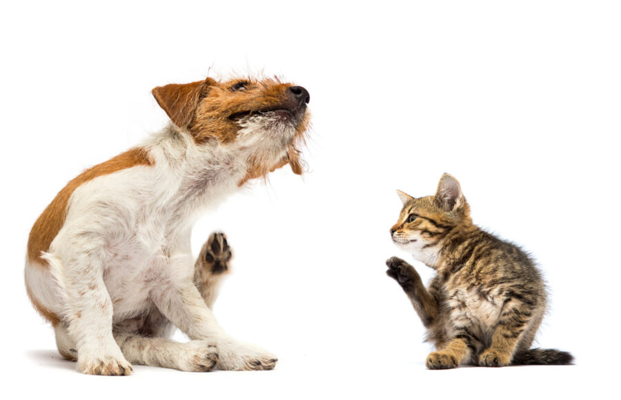 Veterinary acupuncture for skin allergies in dogs and cats