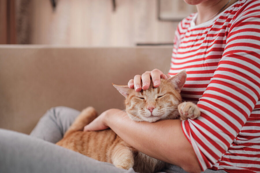 How to bond with a new cat