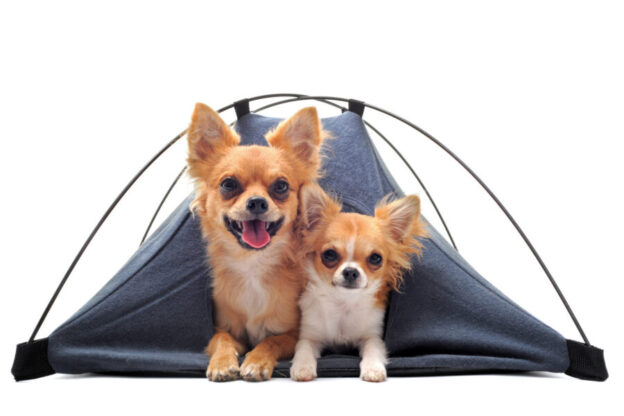 Camping with your dog checklist
