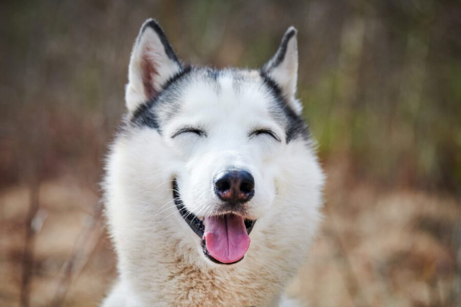 Understanding your dog’s personality with Five Element theory