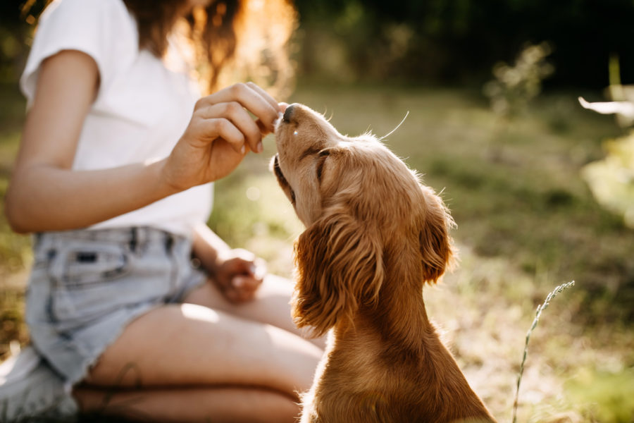 Make training your dog easier with these "brain foods"!