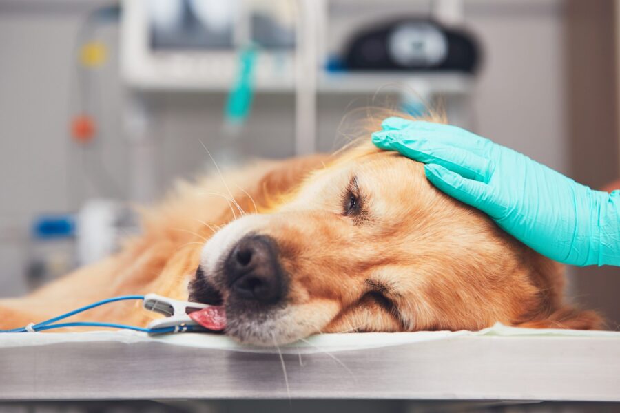 Sedation vs anesthesia in dogs and cats