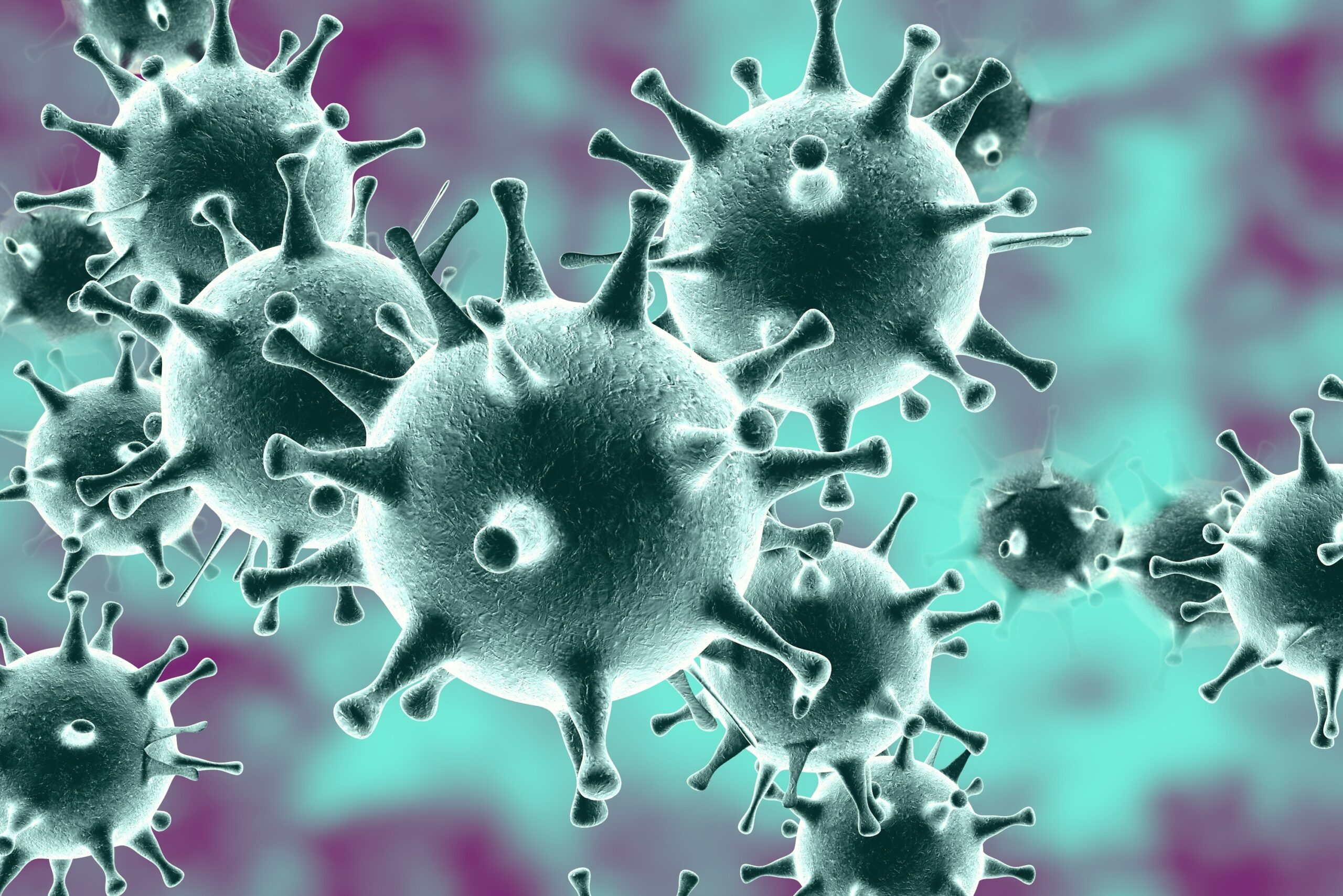 How FIP can help us better understand human coronaviruses