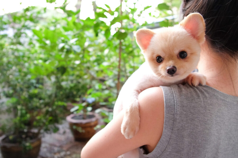 New campaign celebrates health benefits of companion animals