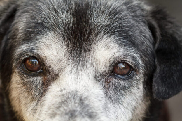 Best 9 foods for eye health in dogs and cats