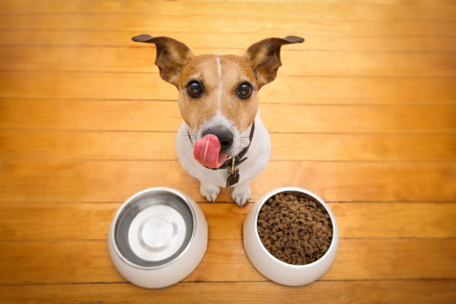 Feeding schedule for dogs – making sure they eat at the right time