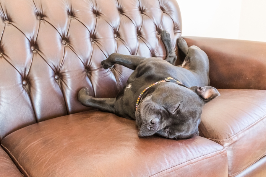 Is your dog jumping on the furniture?