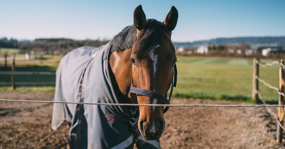 Natural fly control for horses