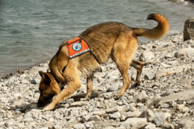"Conservation Dogs" How they're helping the environment
