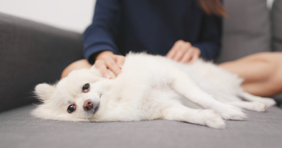 Can Tui Na help your dog or cat live longer?