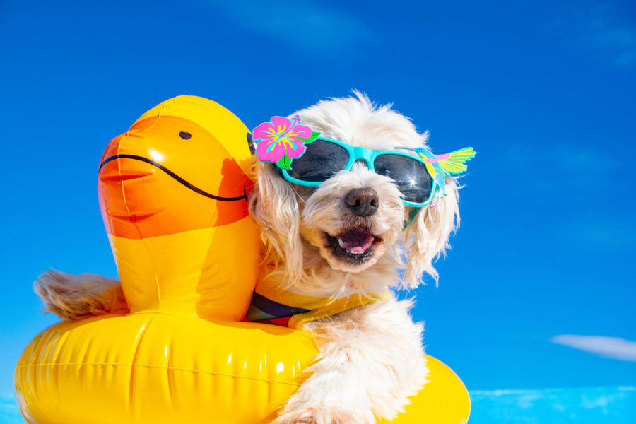 The Right Way to Teach Your Dog to Swim