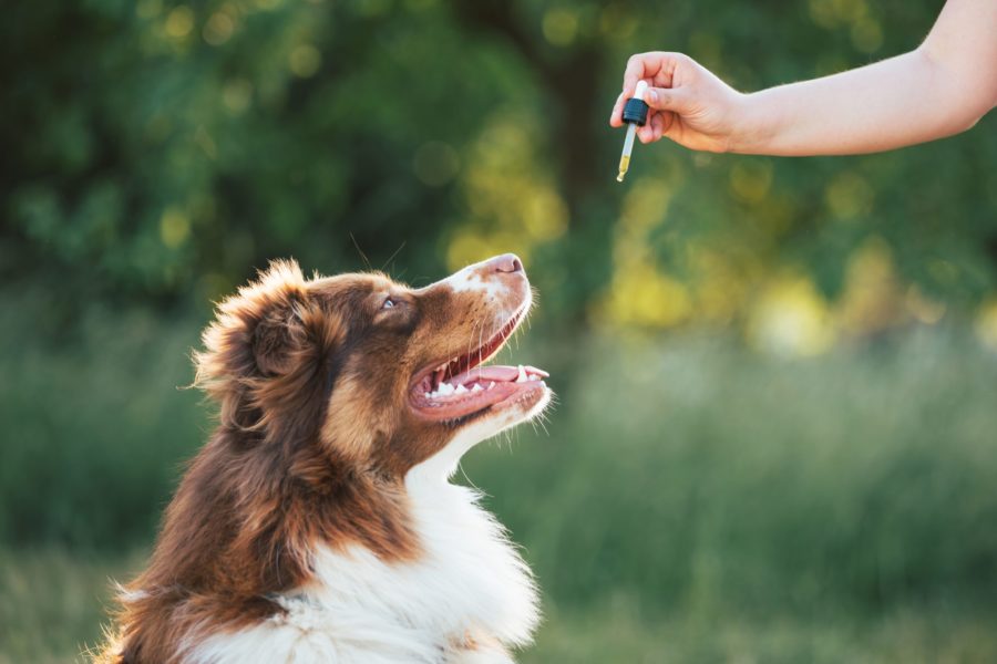 Using Homeopathic Principles for a Healthy Dog or Cat