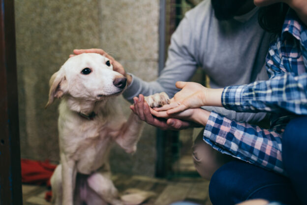 8 Questions to Ask Yourself When Adopting a Dog
