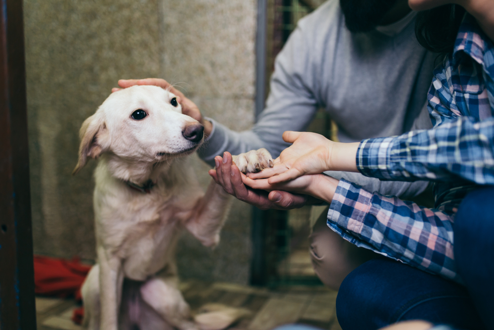 8 Questions to Ask Yourself When Adopting a Dog