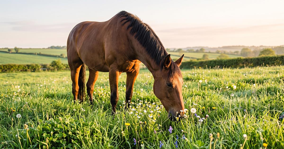 Natural support for horses with seasonal allergies