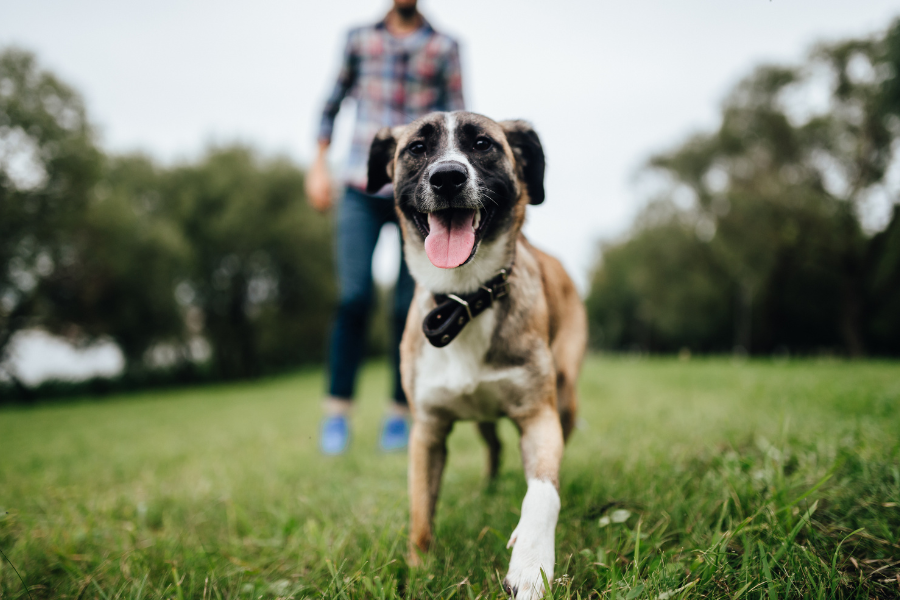 Summer safety for dogs