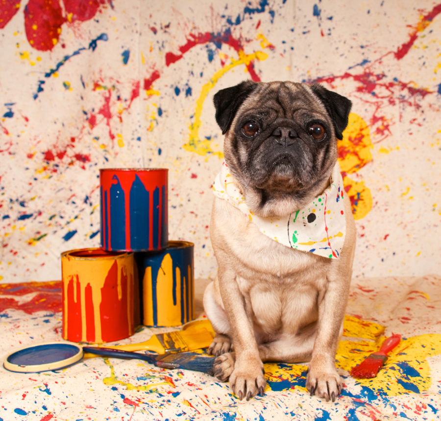 Crafts you can do with your dog
