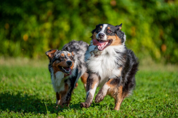 5 Signs Your Dog Needs a Friend