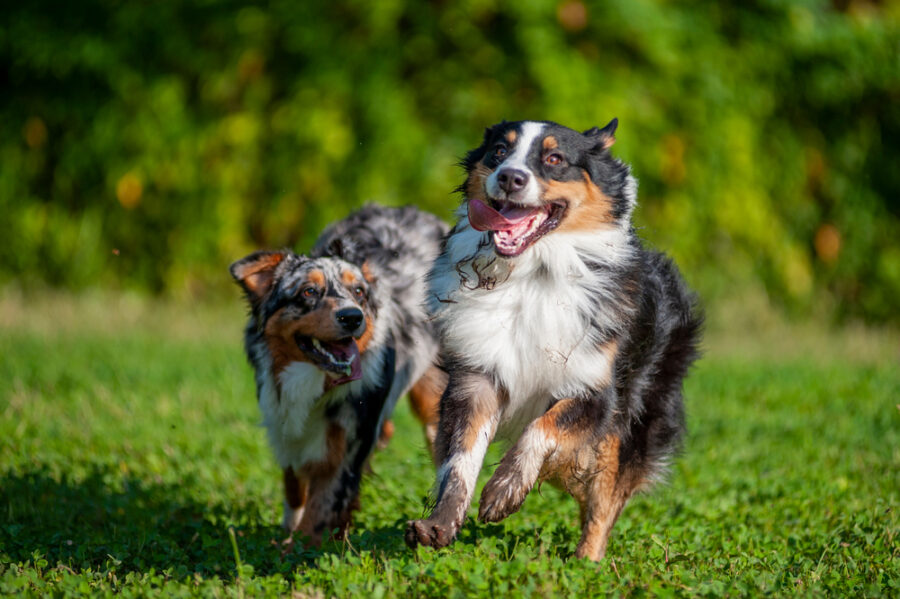 5 Signs Your Dog Needs a Friend