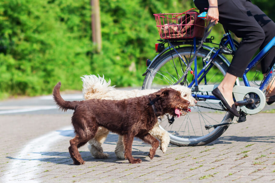 How to protect dog paws from hot pavement