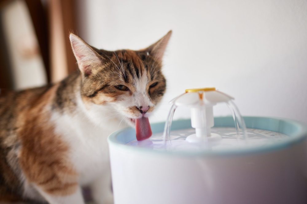 Buying a Water Fountain for Your Cat?
