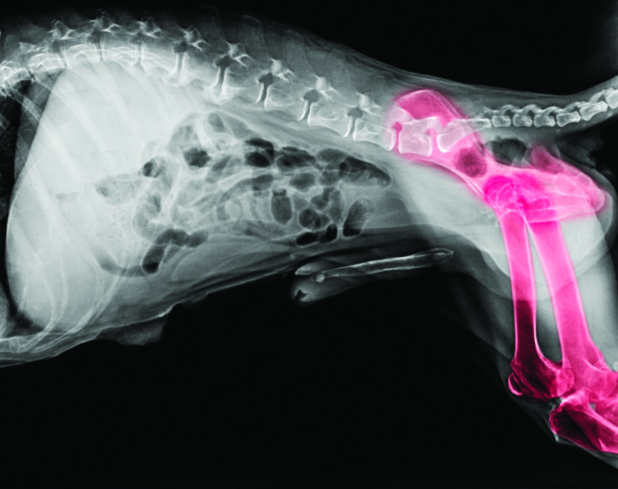Canine hip dysplasia: symptoms and treatment