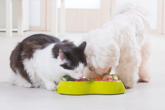 Eco-friendly dog and cat care