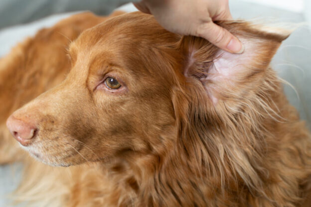 How reflexology helps dogs
