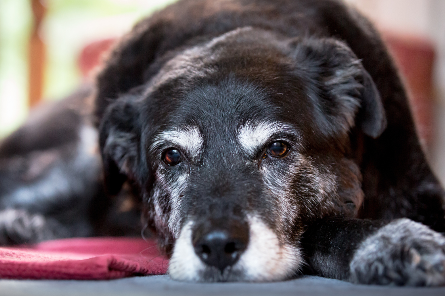 Senior dog chiropractic care