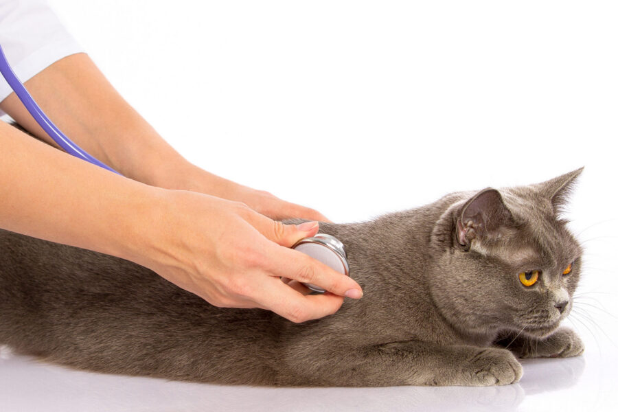 Heart disease in cats: symptoms, causes, diagnosis and treatment