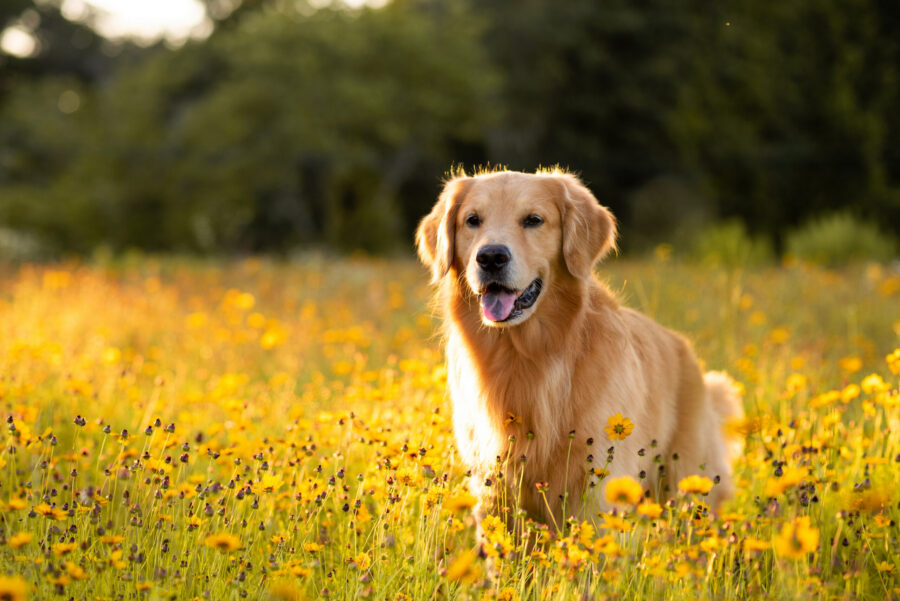 Spay/neuter age by dog breed and size