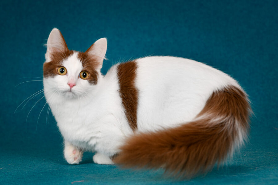 Why do cats knock things off counters?