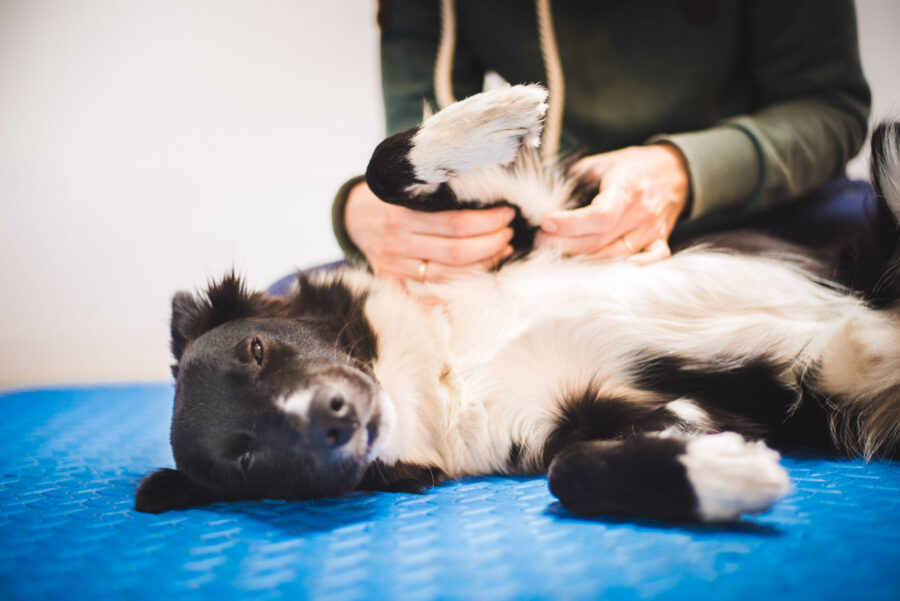 The healing power of touch: mindful grooming as canine massage.