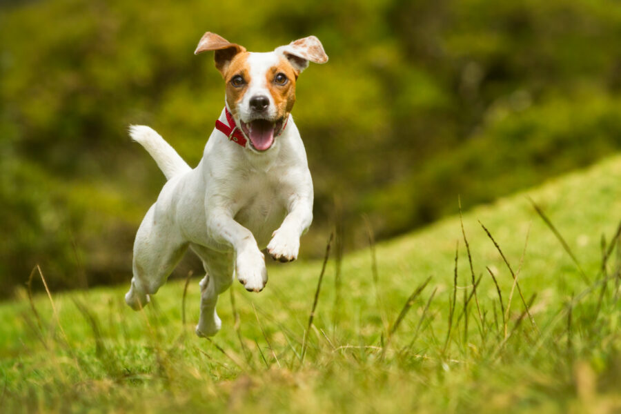 How to prevent a dog from chasing animals