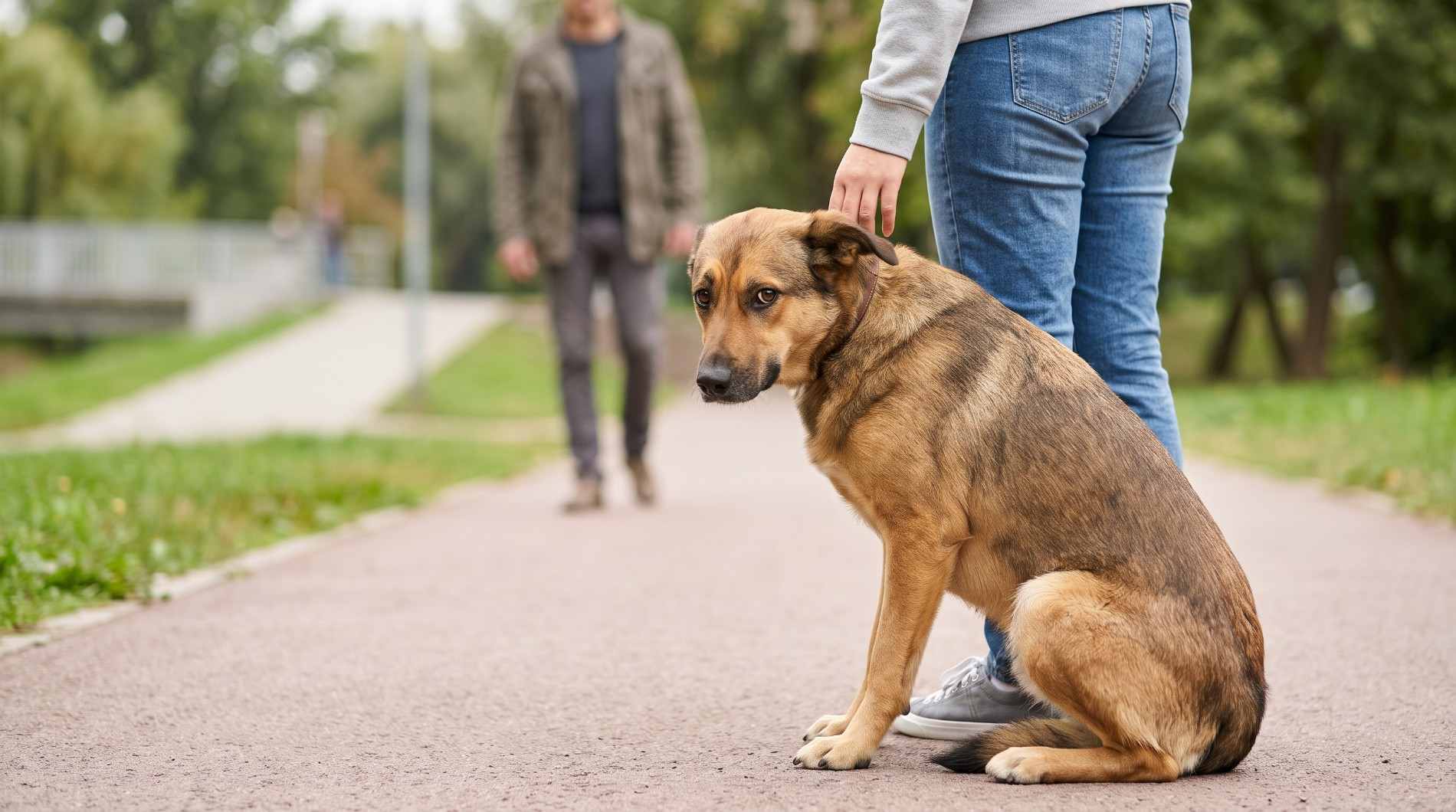 A nervous dog scared of strangers cowers beside its owner on a walkway.